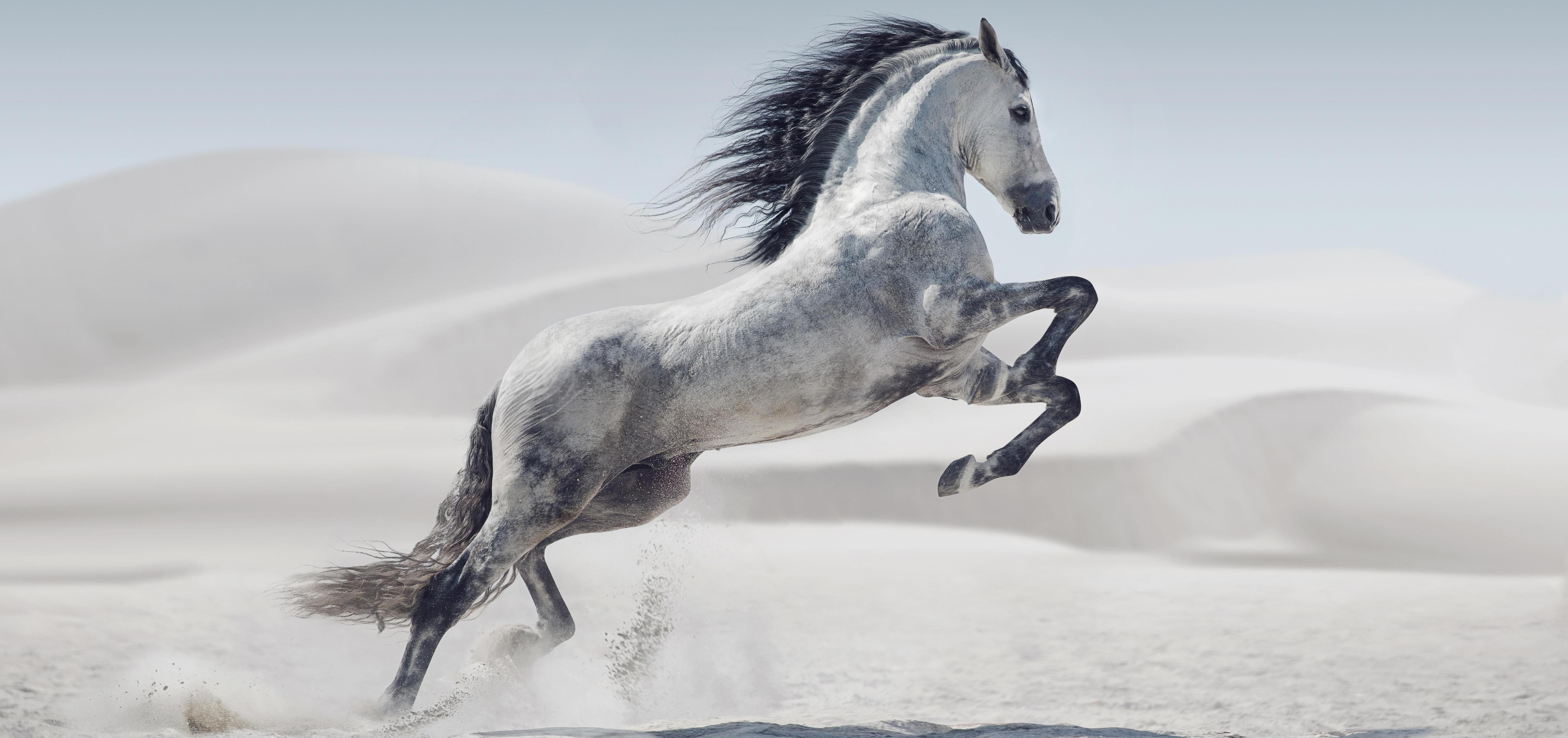 equery spieropbouw en spierrelaxatie voor paarden equery spieropbouw en spierrelaxatie voor paarden